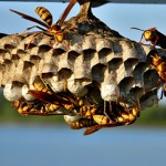            Paper Wasps