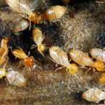        Termites