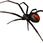      Red Back Spider