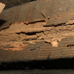 Termite damaged timber